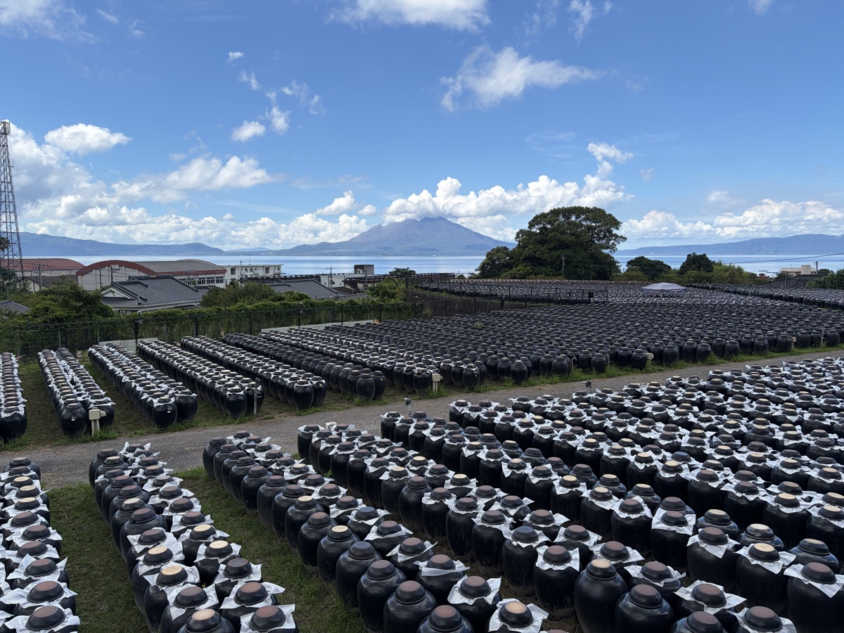 壺畑の向こうに桜島が見える風景