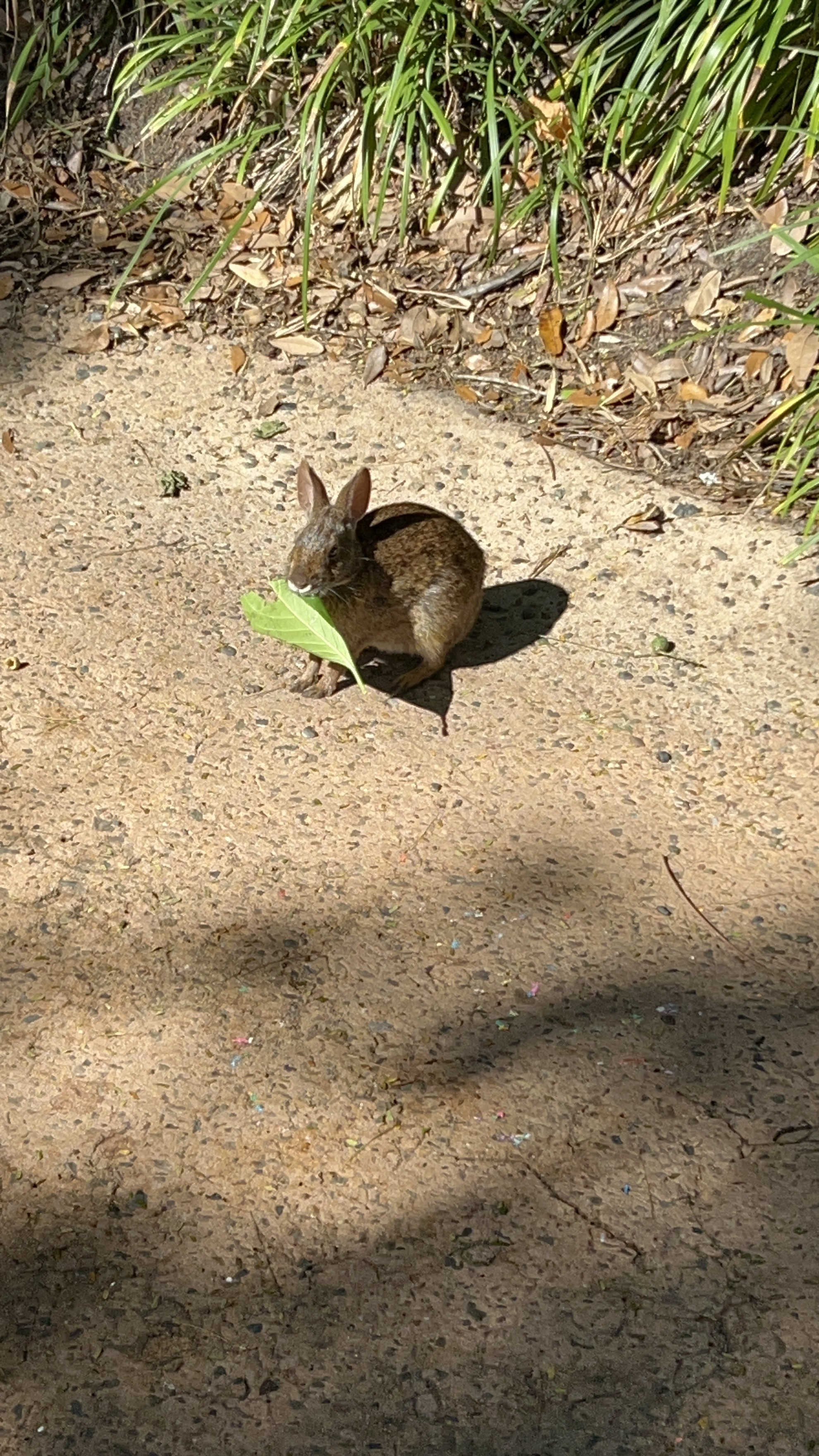 パーク内の野生のウサギ